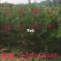 油松