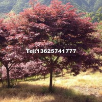 紅楓