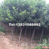 櫻花