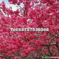 牡丹櫻花