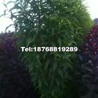 龍柱碧桃