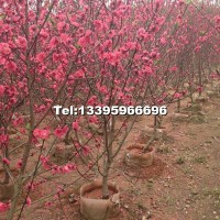 福建紅花碧桃