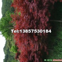 紅楓