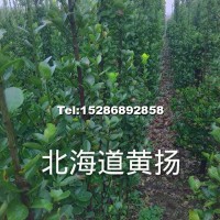 北海道黃楊