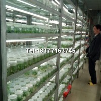 碳桐樹