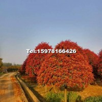 紅葉石楠