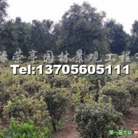 金邊黃楊球