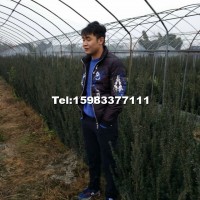 曼地亞紅豆杉