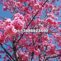 櫻花