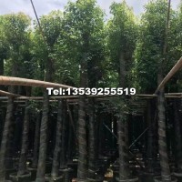 香樟樹