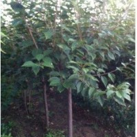 櫻花