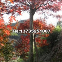 紅楓