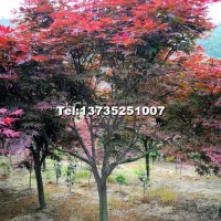 紅楓