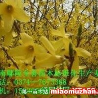 連翹
