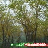 金枝槐