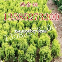 灑金柏