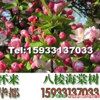 八棱海棠