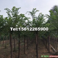 長(zhǎng)枝榆