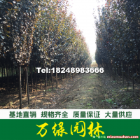 紅葉李