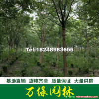 國槐