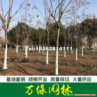 欒樹