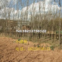 小滇樸