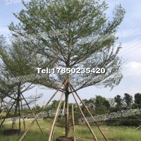 小葉欖仁