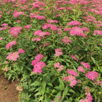 金焰繡線(xiàn)菊