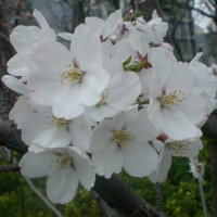 染井吉野櫻花