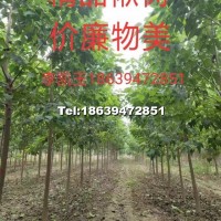 3公分楸樹(shù)