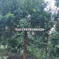 紅豆杉5萬(wàn)株