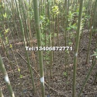 竹柳