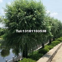 柳樹30公分