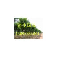 國(guó)槐