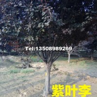 紫葉李