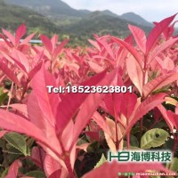 五彩桂花樹苗