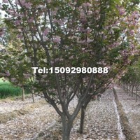 櫻花