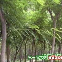 合歡樹