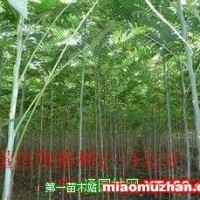 椿樹