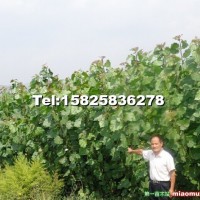 中林2025速生苗