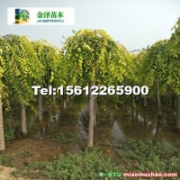 垂榆