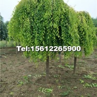 河北金葉垂榆
