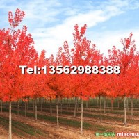 美國(guó)紅點(diǎn)紅楓