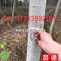 新疆楊