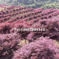 紅楓