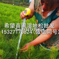 濕地松