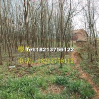 櫻花