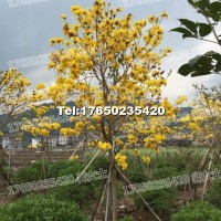 黃花風(fēng)鈴木