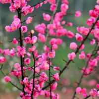 紅梅花