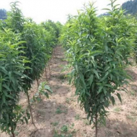 龍柱碧桃